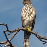 Coopers hawk, juvenile