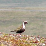 American golden plover American golden plover
