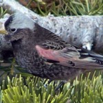 Gray-crown Rosy Finch Gray-crown Rosy Finch, New Mexico
