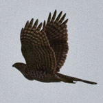 Yellowbilled magpie chases Coopers hawk Yellowbilled magpie chases Coopers hawk