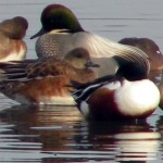 Falcated Duck Falcated Duck, Colusa County, CA.