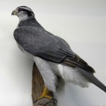 Northern Goshawk Northern Goshawk, Horicon Marsh, WI