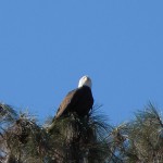Bald eagle bald eagle