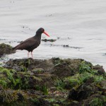 Black oystercatcher Black oystercatcher