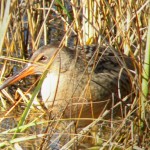 Clapper rail clapper rail