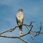 Cooper's hawk Coopers hawk