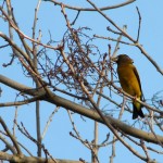 Evening grosbeak evening grosbeak