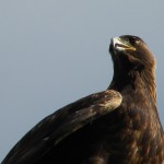 Golden eagle Golden eagle