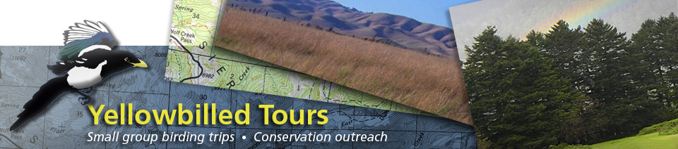 Yellowbilled Tours