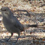 Le Conte's thrasher Lecontes thrasher