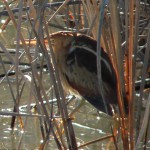 Least Bittern LIttle green heron