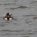 Long-tailed ducks long-tailed-ducks