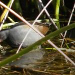 Common moorhen Common moorhen