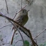 Pacific slope flycatcher Pacific slope flycatcher