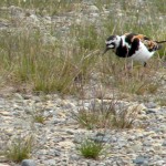 Ruddy turnstone Ruddy turnstone