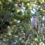 Towsend's solitaire Towsends solitaire