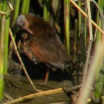 Virginia rail virginia rail