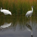 Whooping cranes Whooping cranes