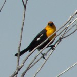 Yellowheaded blackbird yellowheaded blackbird