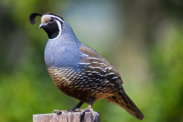 Birding Sonoma Mountain – Fairfield Osborn Preserve | August 19, 2023