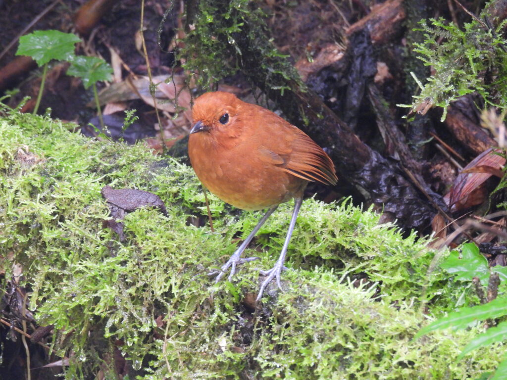 Rufous Antpitta a Colombia specialty.