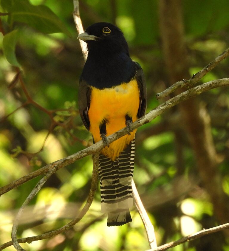 gartered-trogon