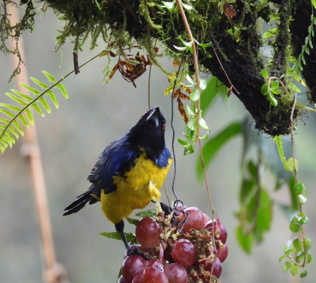 Mountain Tanager
