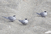 Aleutian-terns