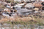 Gray-tailed-Tatler