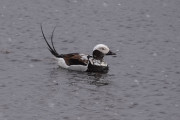 Long-Tailed-Duck
