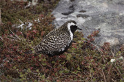 Pacific-Golden-Plover