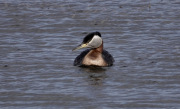 Red-necked-Grebe