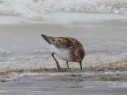 Red-necked-Stint