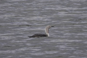 Red-throated-Loon