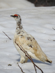 Rock-Ptarmigan