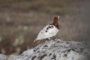Willow-Ptarmigan