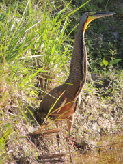 Bare-throated-Tiger-Heron