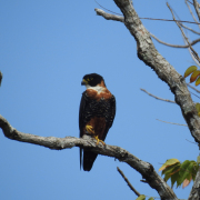 Bat-Falcon