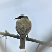 Boat-billed-Flycatcher
