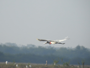 Jabiru1