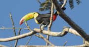 Keel-billed-Toucan
