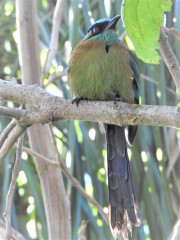 Lessons-a.k.a.Blue-crowned-Motmot
