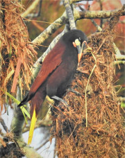 Montezuma-Oropendola