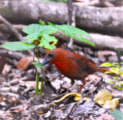 Red-throated-Ant-Tanager