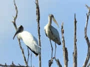 Wood-Stork