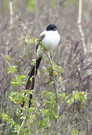 fork-tailed-flycatcher