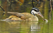 sun-grebe
