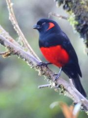 Scarlet-bellied tanager