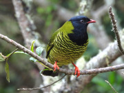 BBarred-Fruiteater-DSCN7354