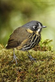 BCrescent-faced-Aantpitta-900